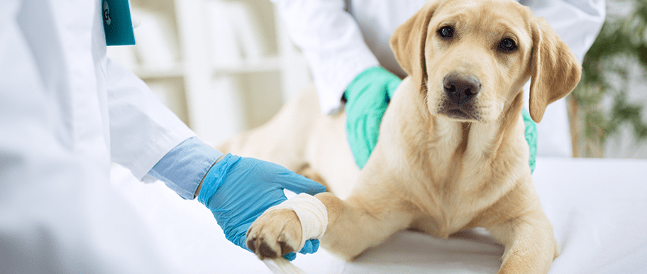 Chien chez le vétérinaire